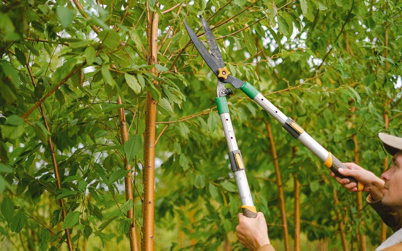 Tree trimming in Kula, HI